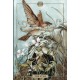 Hush Tarot